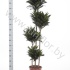 Драцена Dracaena Comp Compacta 120-90-60-30 Драцена Dracaena Comp Compacta 120-90-60-30