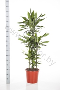 Драцена Dracaena Fr Janet Lind 90-60-30