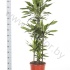Драцена Dracaena Fr Janet Lind 90-60-30 Драцена Dracaena Fr Janet Lind 90-60-30