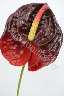 Антуриум Dark red