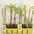 Смородина Ribes Witte Parel Смородина Ribes Witte Parel