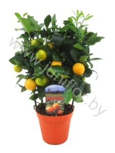 Каламондин Citrofortunella Calamondino
