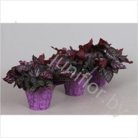 Бегония Begonia Amazing Caracas+Paarse Baro