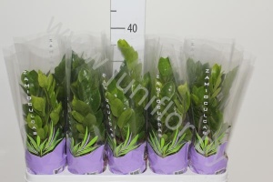 Замиокулькас Zamioculcas Zamiifolia