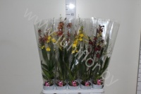 Орхидея микс Orchidee Gemengd 1 Tak