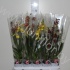 Орхидея микс Orchidee Gemengd 1 Tak Орхидея микс Orchidee Gemengd 1 Tak