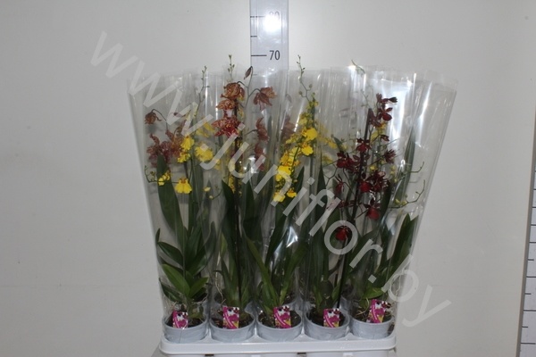 Орхидея микс Orchidee Gemengd 1 Tak