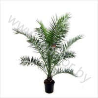 Феникс Phoenix Canariensis