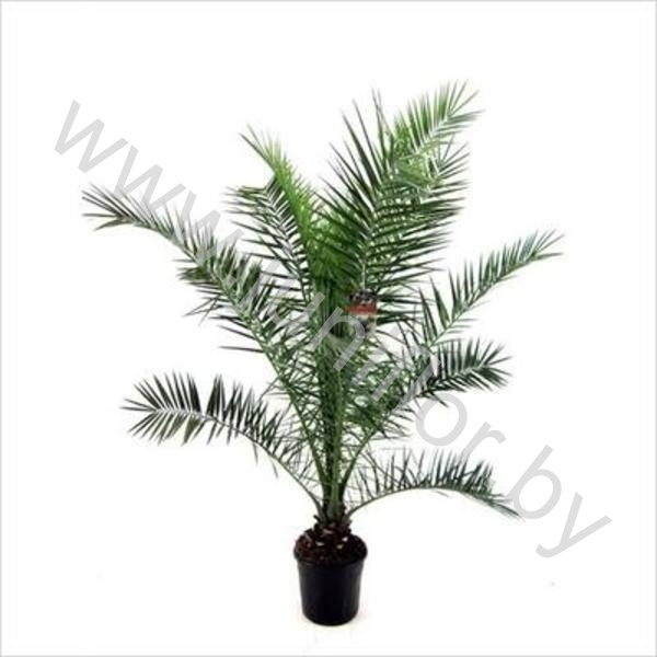 Феникс Phoenix Canariensis