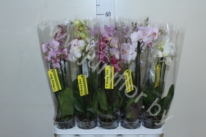 Фаленопсис Phal Mix 3stem Super Concorde