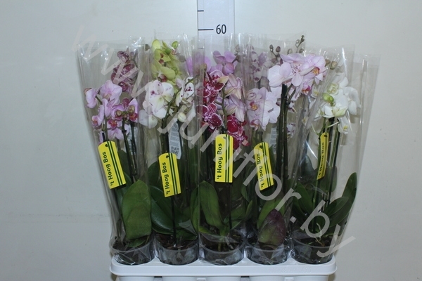 Фаленопсис Phal Mix 3stem Super Concorde Фаленопсис Phal Mix 3stem Super Concorde