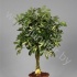 Шеффлера Schefflera Gold Capella Gevlochten Шеффлера Schefflera Gold Capella Gevlochten