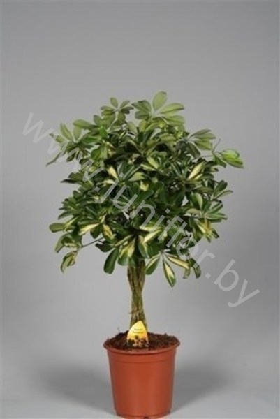 Шеффлера Schefflera Gold Capella Gevlochten