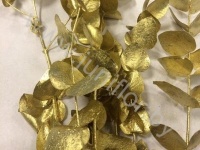 Эвкалипт Синерея Голд Gr Euc Cinerea p Gold