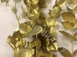 Эвкалипт Синерея Голд Gr Euc Cinerea p Gold