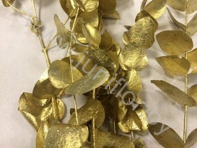Эвкалипт Синерея Голд Gr Euc Cinerea p Gold