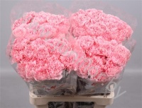 Гвоздика Pink Montezuma