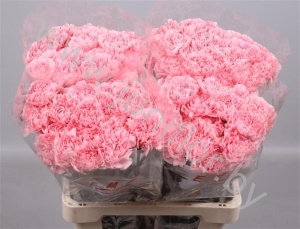 Гвоздика Pink Montezuma