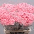 Гвоздика Pink Montezuma Гвоздика Pink Montezuma