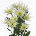 Delianne_white.jpg Delianne white