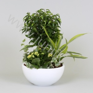 Фикус Джут микс Jute/Hed/Kal/Drac.in schaal