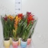 Гузмания Mix in rainbowpot