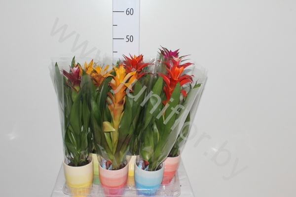 Гузмания Mix in rainbowpot