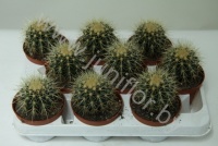 Кактус Echino Grusonii