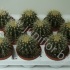 Кактус Echino Grusonii Кактус Echino Grusonii