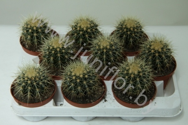 Кактус Echino Grusonii