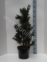 Кипарис Chamaecyparis Drath