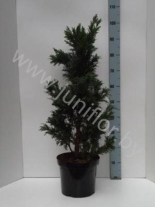 Кипарис Chamaecyparis Drath