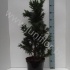 Кипарис Chamaecyparis Drath Кипарис Chamaecyparis Drath