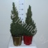 Ель Picea Glauca Conica Ель Picea Glauca Conica