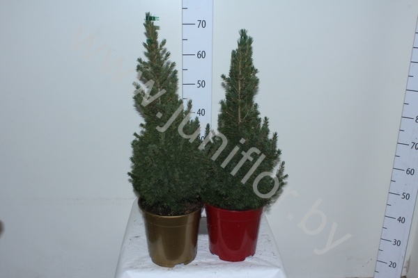 Ель Picea Glauca Conica