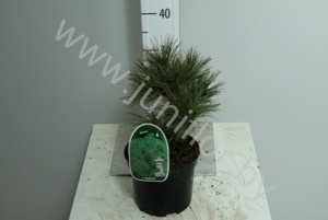 Ель Pinus Blue Shag