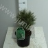 Ель Pinus Blue Shag Ель Pinus Blue Shag