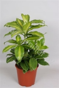 Драцена Dracaena Futura