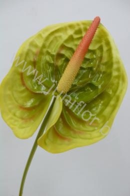 Антуриум Green Love