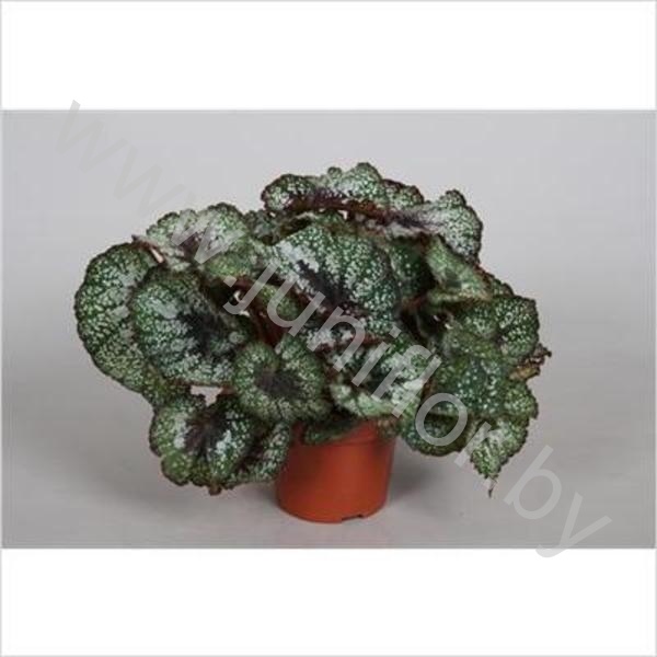 Бегония Begonia Amazing Cartagena