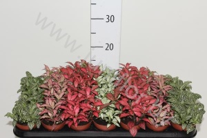 Фиттония Fittonia Mix
