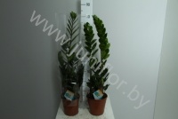 Замиокулькас Zamioculcas Zamiifolia