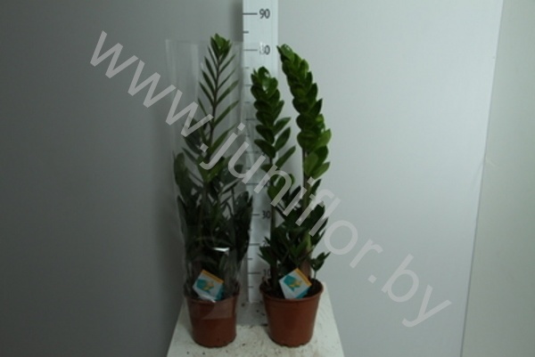 Замиокулькас Zamioculcas Zamiifolia