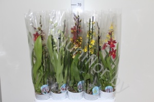 Орхидея микс Orchidee Gemengd 2 tak