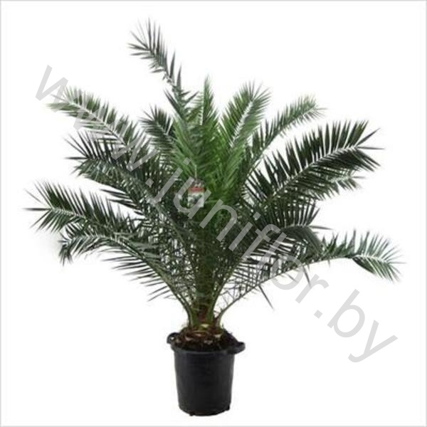 Феникс Phoenix Canariensis