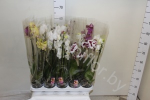 Фаленопсис Phalaenopsis Hybride 3-Tak cites
