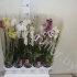 Фаленопсис Phalaenopsis Hybride 3-Tak cites