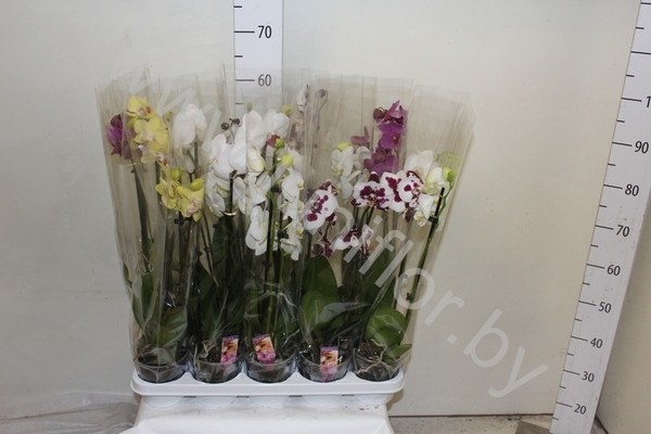 Фаленопсис Phalaenopsis Hybride 3-Tak cites