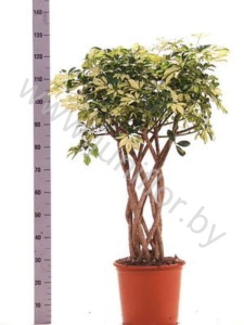 Шеффлера Schefflera Gold Capella Koker