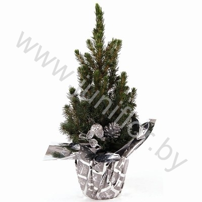 Ель Pic.Rondella Kersttoef NO SNOW